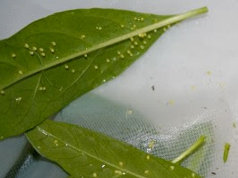 butterfly eggs