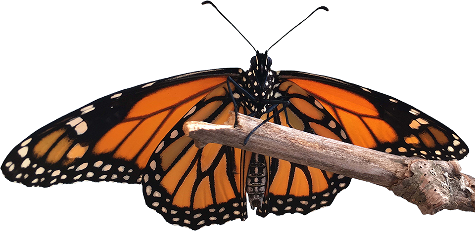 Monarch Butterfly