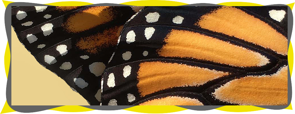 monarch butterfly wing