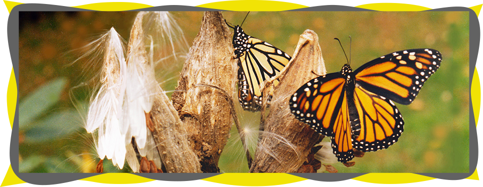 Milkweed Fall & Winter Monarch Butterfly USA