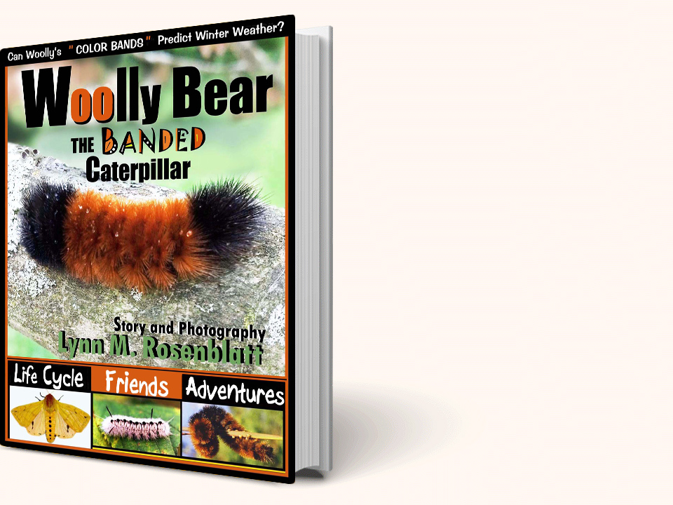 Woolly Bear The Banded Caterpillar