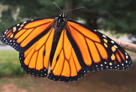 Male Monarch